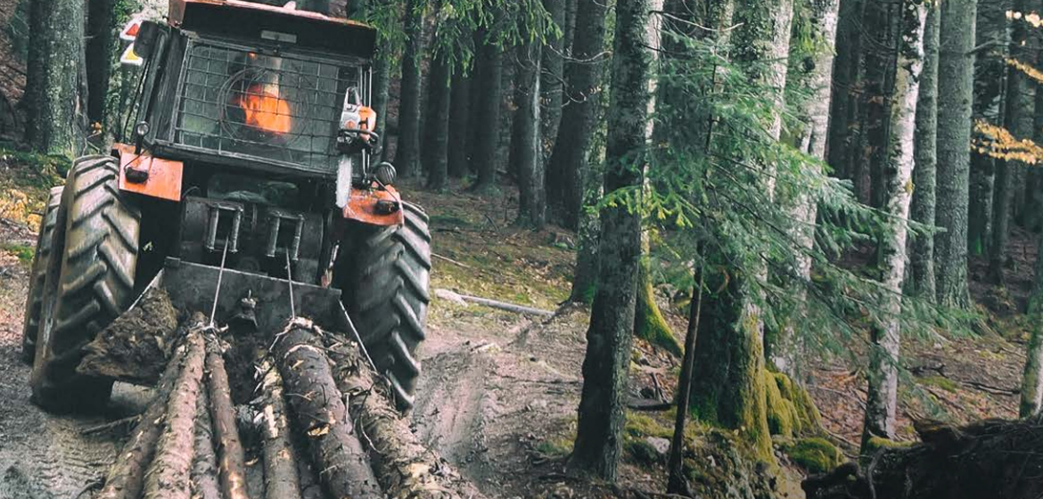 Leśnictwo i pozyskiwanie drewna Swagged Liny stalowe | DruForest